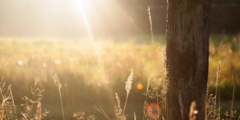 NFV编排器选型实战指南：深度对比OSM、OpenStack Tacker与Kubernetes三大方案